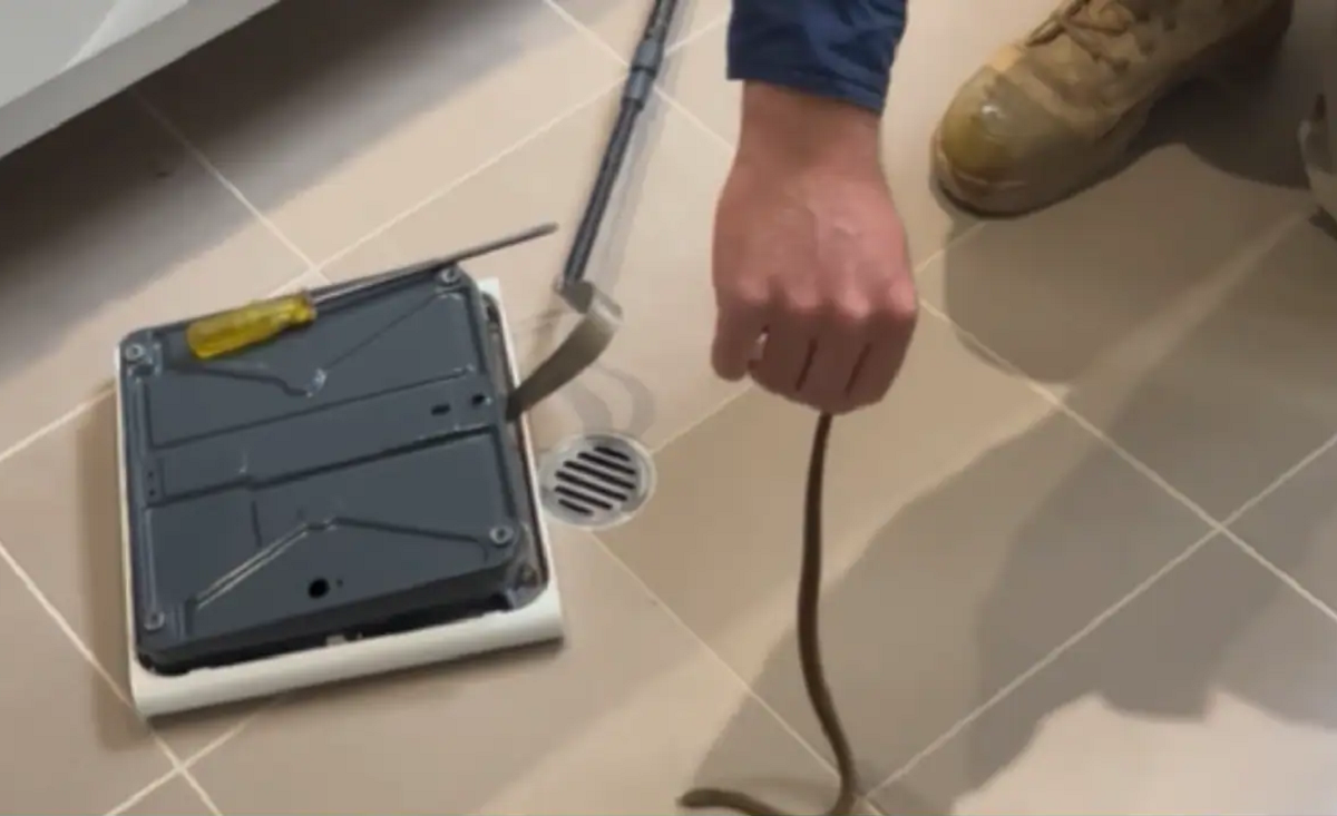 VÍDEO: segunda cobra mais venenosa da Austrália é descoberta dentro de balança no banheiro