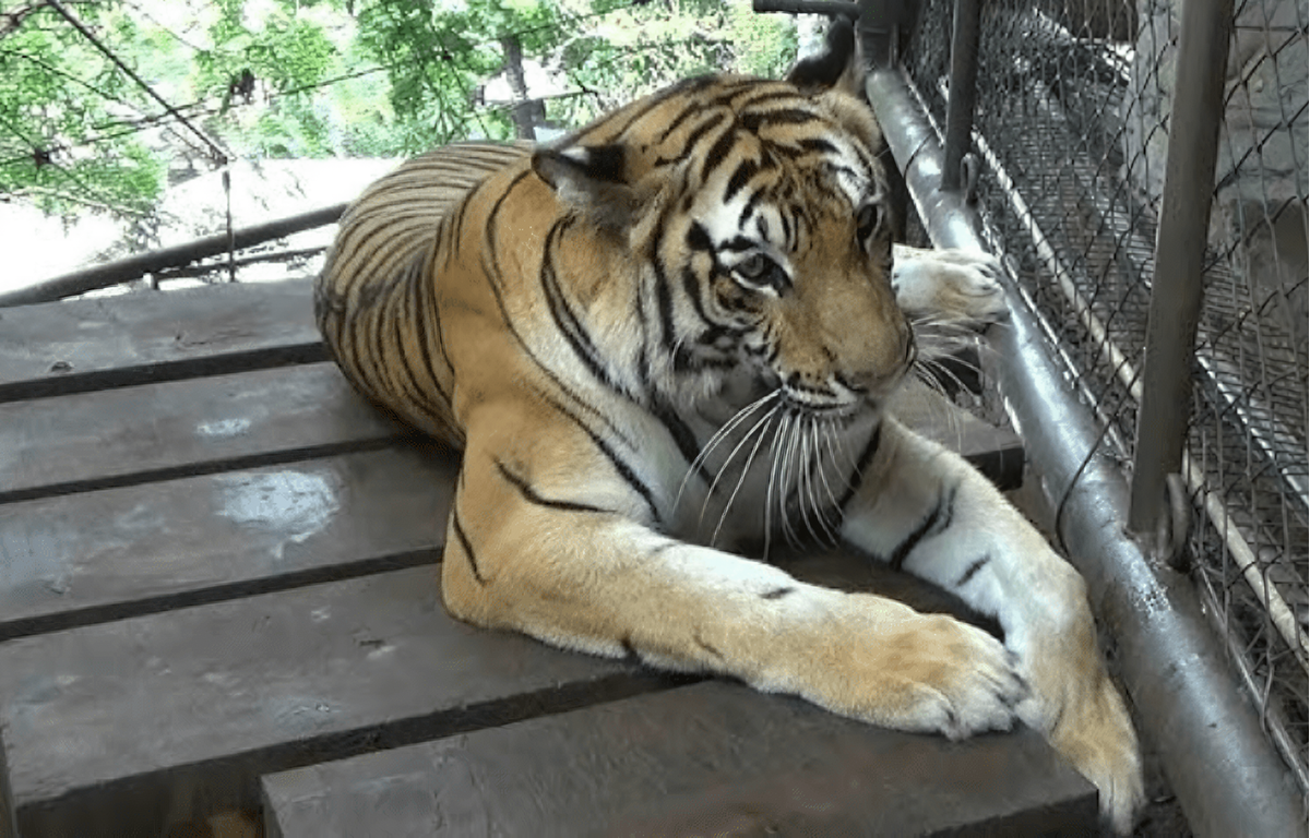 Tigre aparece com sapato na boca e corpo é descoberto em zoológico do Paquistão