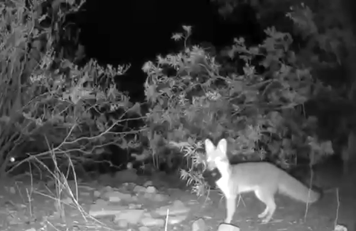 VÍDEO: raposa é flagrada roubando câmeras de uma residência em Tucson, nos EUA