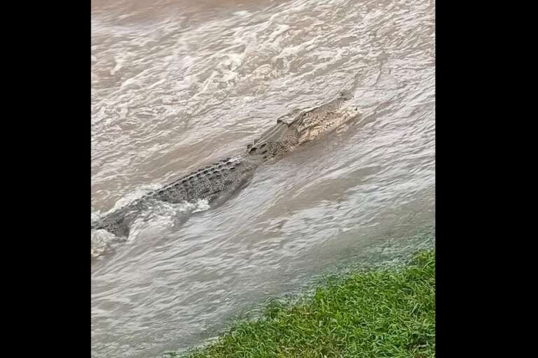 VÍDEO: enchentes levam crocodilo de 2,5 m para dentro de cidade no estado australiano de Queensland