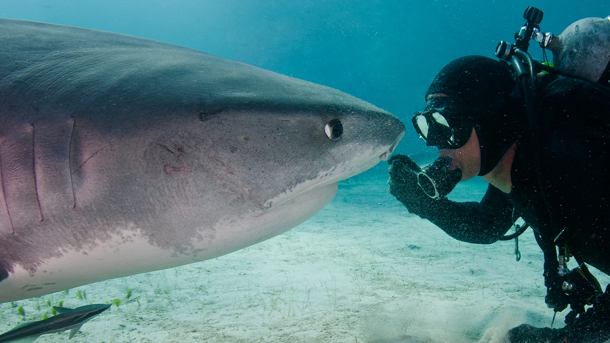 VÍDEO: mergulhador diz ser amigo, há mais de 20 anos, de um tubarão-tigre de 4,5 m