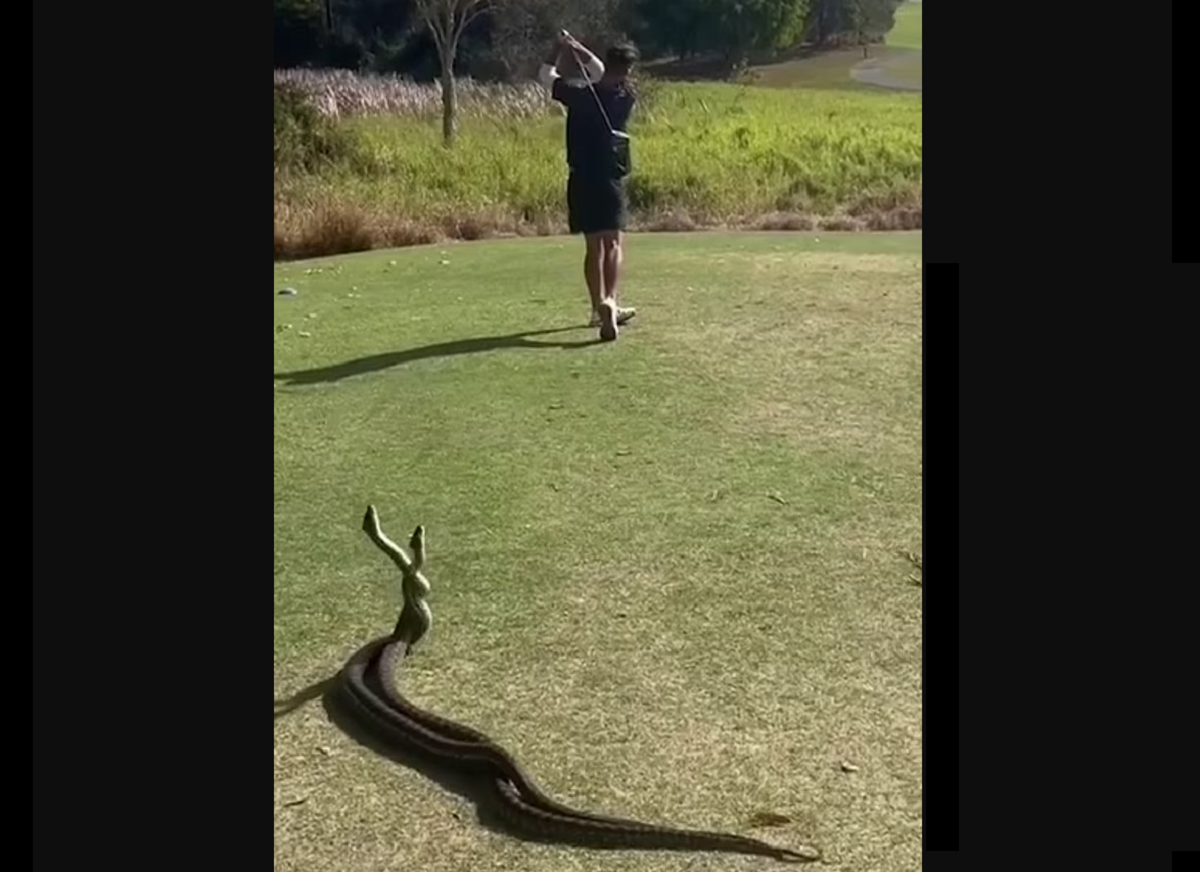 Apenas um dia normal na Austrália: vídeo mostra duas cobras brigando enquanto golfista realiza tacada