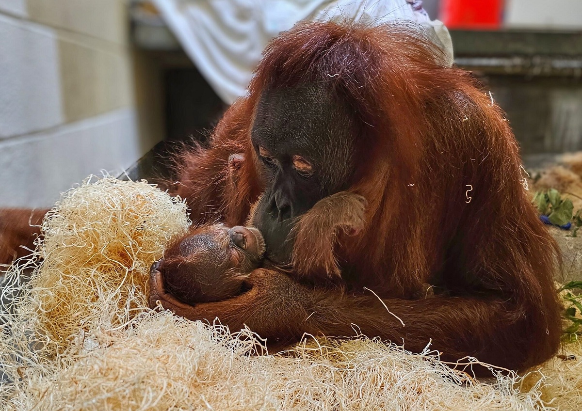 Versão americana do Ratinho? Zoológico de Denver divulga o resultado de DNA de bebê orangotango em alto estilo