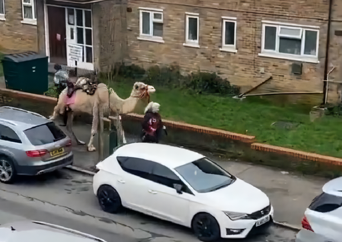 Vídeo de mulher puxando um camelo em calçada de Londres viraliza no X