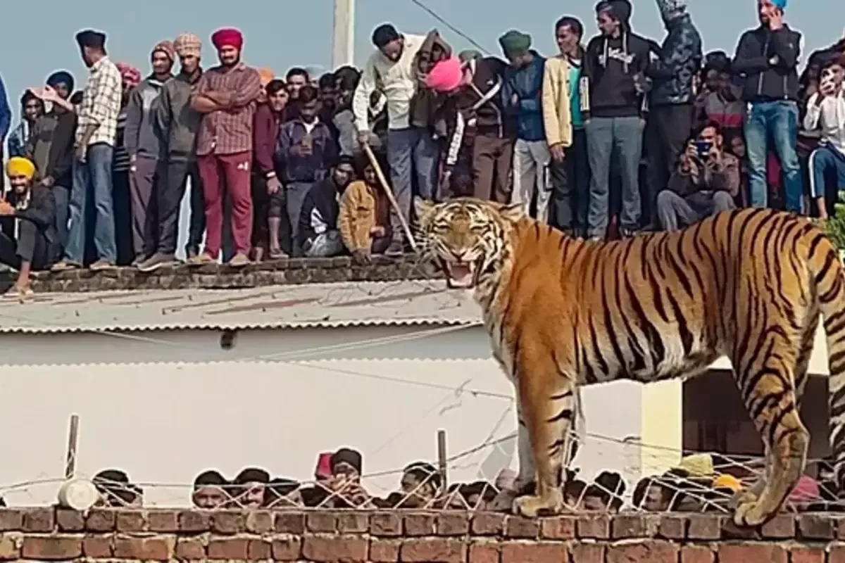 VÍDEO: tigresa vira atração ao subir em muro de aldeia na Índia