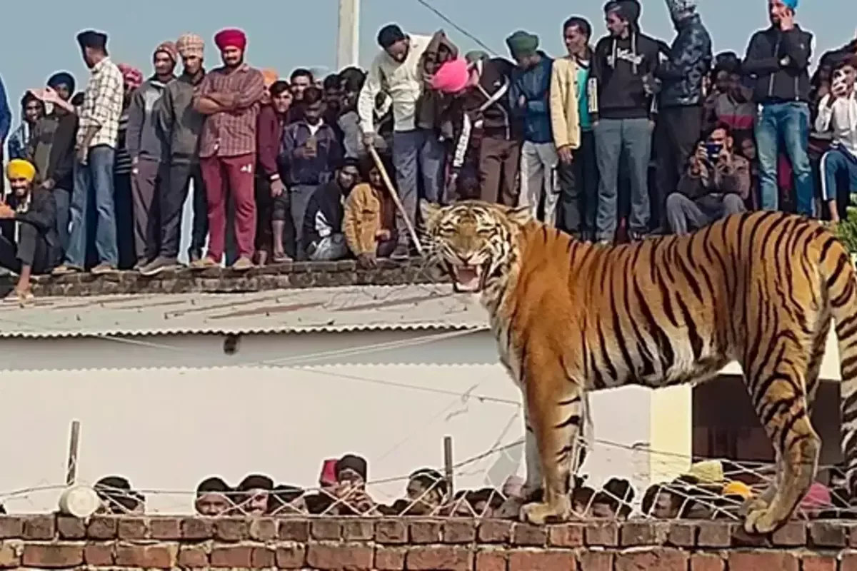 VÍDEO: tigresa vira atração ao subir em muro de aldeia na Índia - Bizarrice  - Trends BR