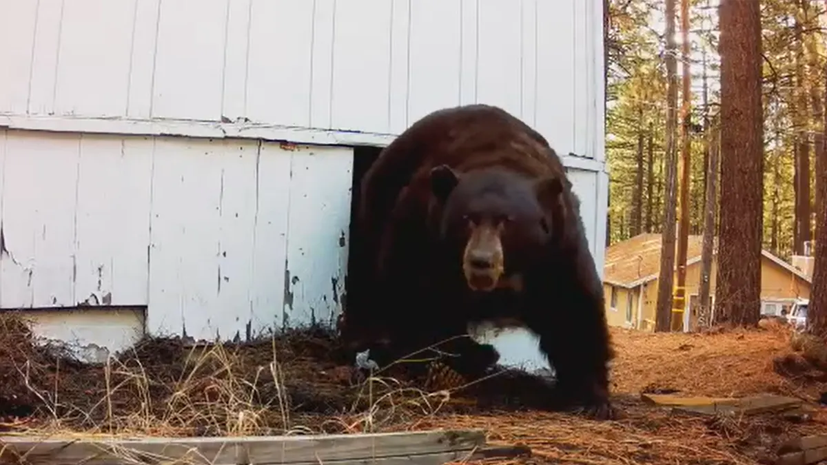 EUA: homem usa pistola de paintball para afugentar urso-negro de 225 kg que estava debaixo de uma casa