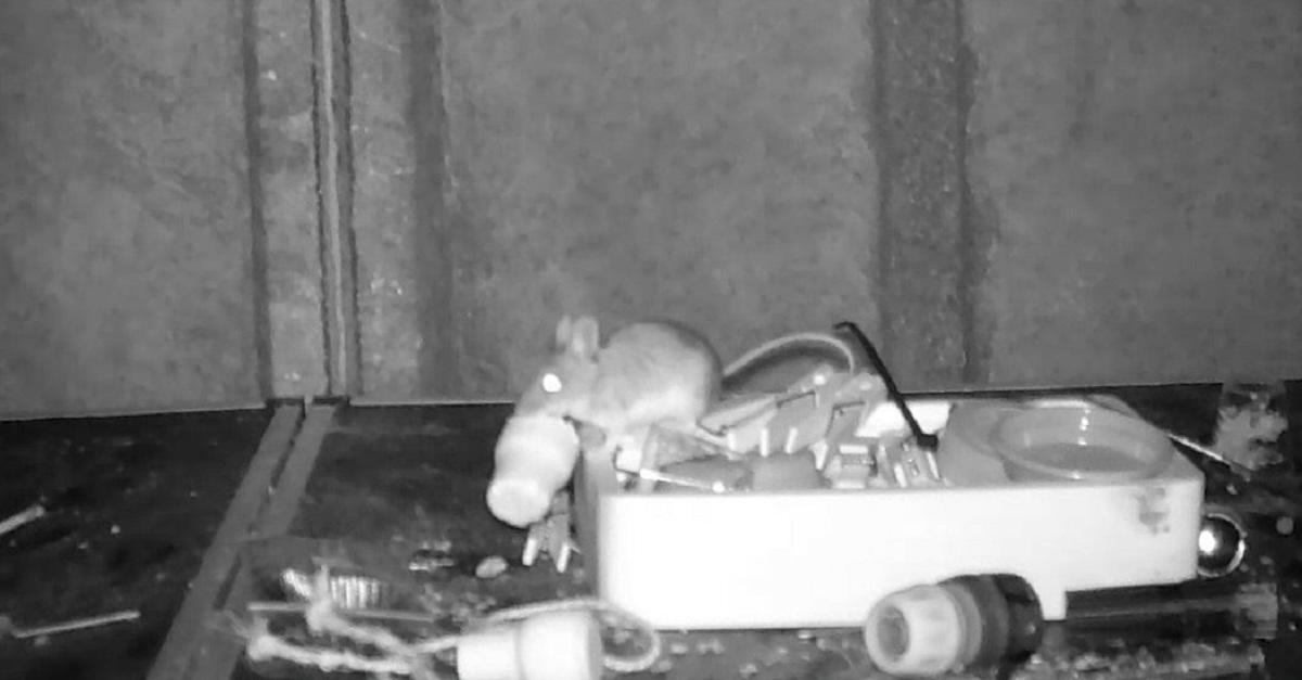 Ratatouille é você? Simpático camundongo é flagrado “arrumando” a bagunça de barracão no País de Gales