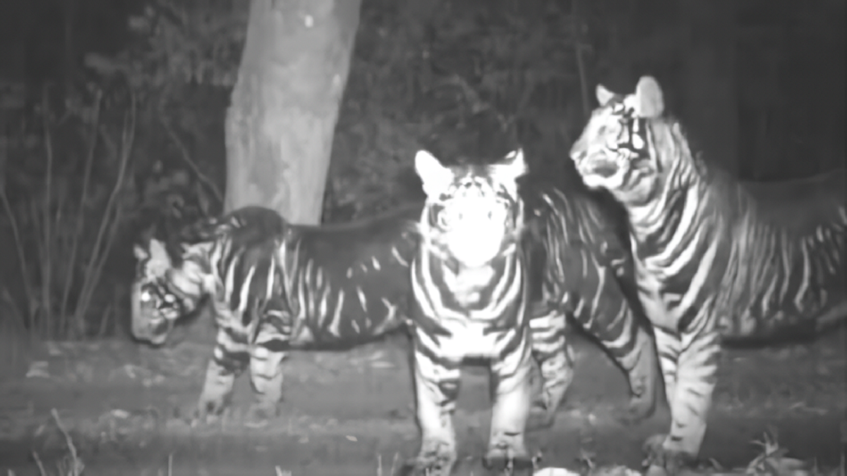 Câmera flagra raríssima família de “tigres-negros”, com pseudomelanismo, em floresta da Índia