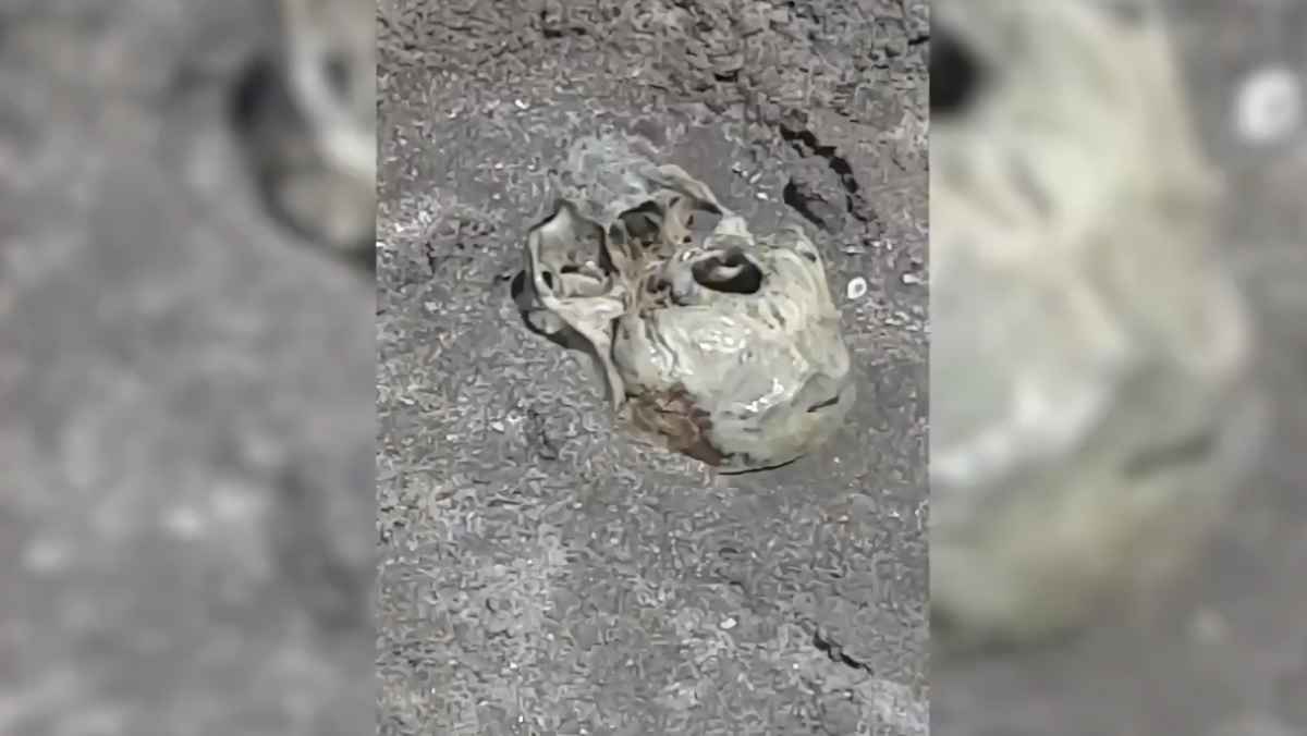 VÍDEO: crânio humano é descoberto em praia da Argentina por crianças que brincavam na areia