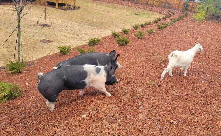 Cabra se junta a dois porcos para fugir de fazenda e passear por cidade dos Estados Unidos