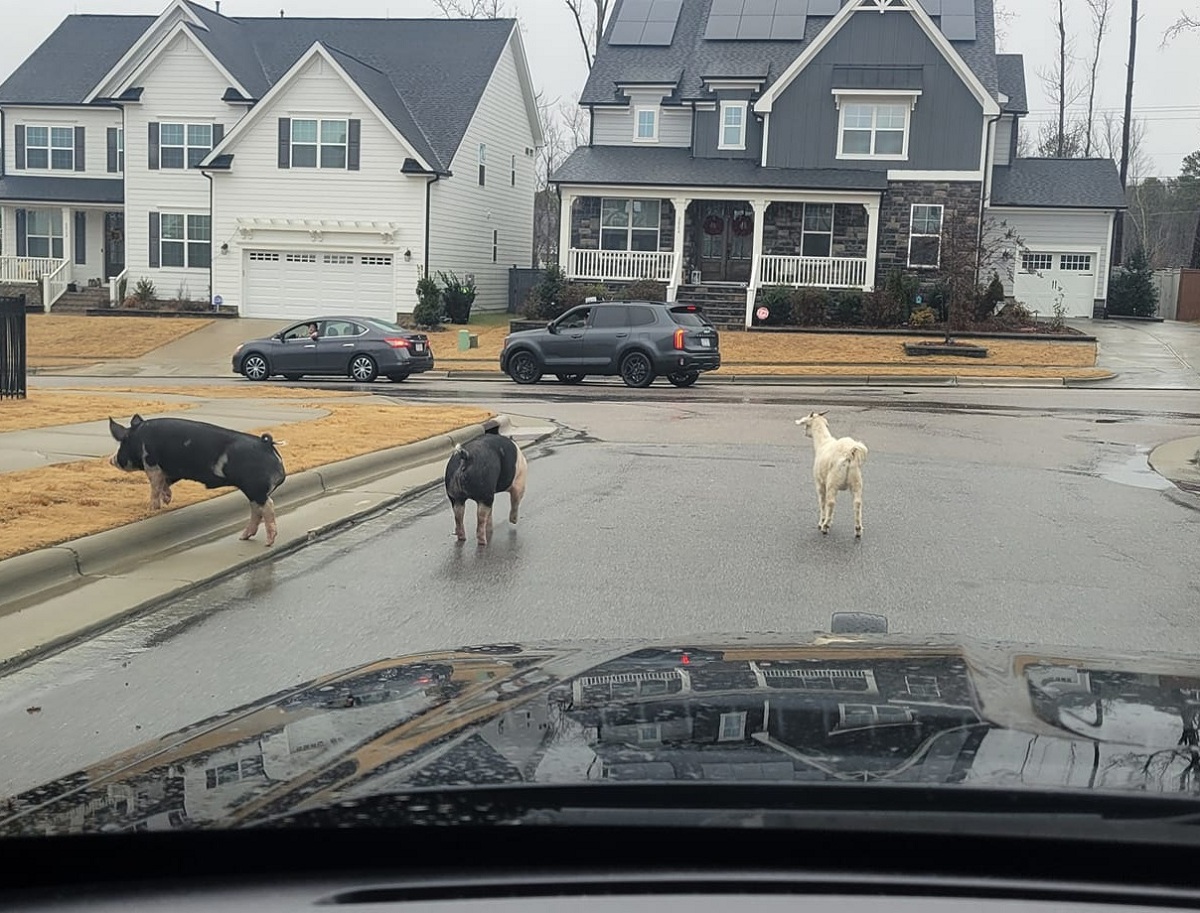 Cabra se junta a dois porcos para fugir de fazenda e passear por cidade dos Estados Unidos