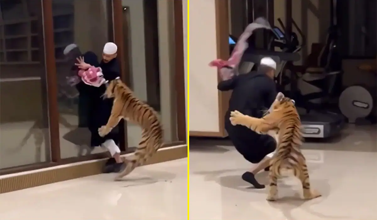 VIRAL: vídeo mostra homem fugindo de tigre dentro de imóvel de luxo em Dubai