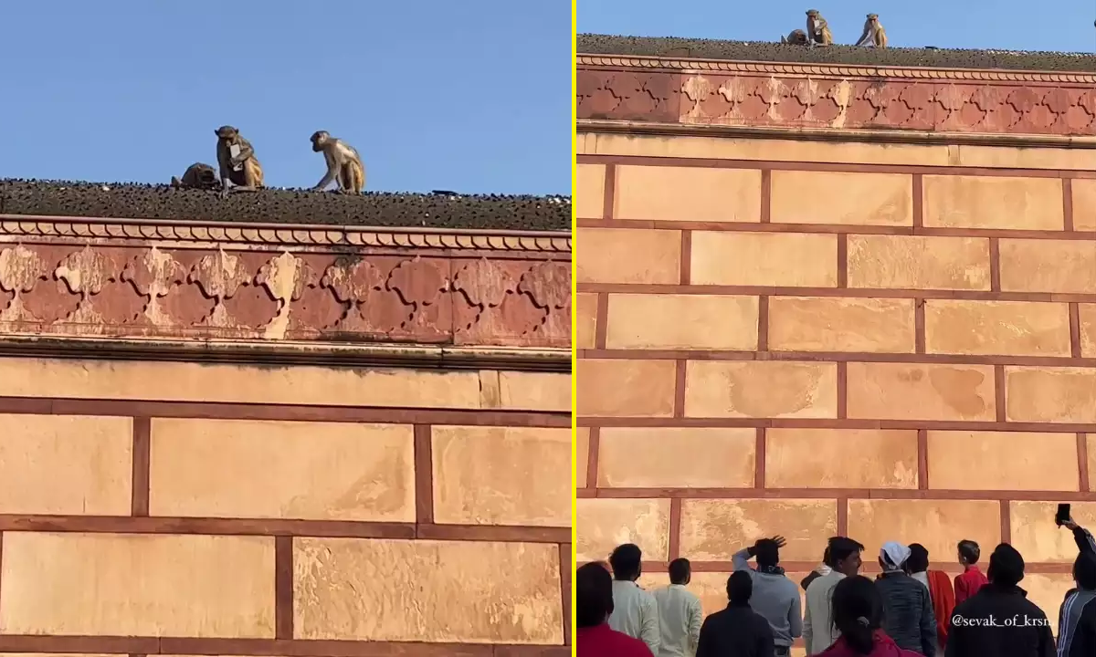 VÍDEO: macaco exige suborno para devolver iPhone que roubou de visitante em templo na Índia