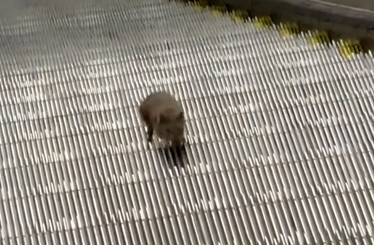VÍDEO: rato viraliza ao tentar, supostamente em vão, subir uma escada rolante do metrô de Nova Iorque