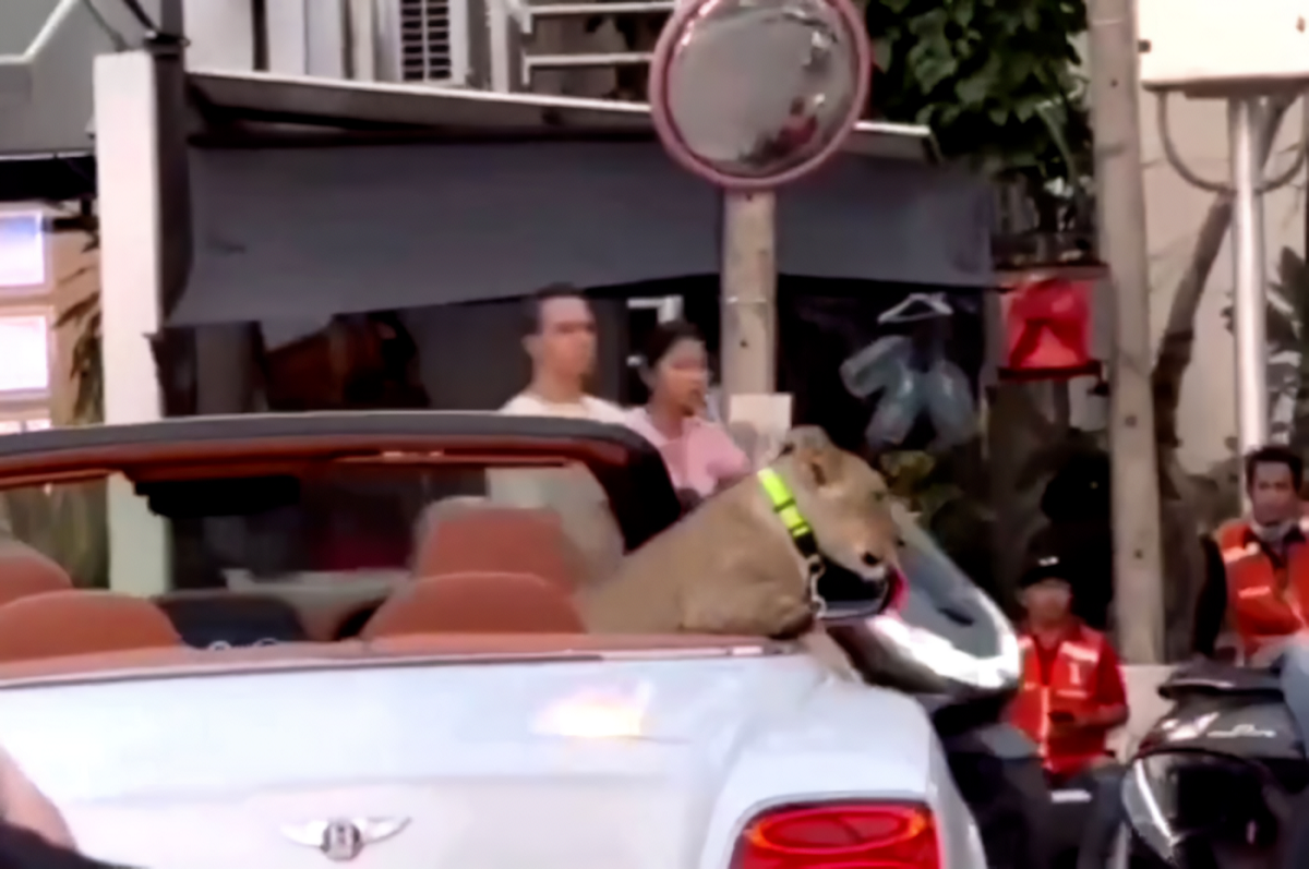 VÍDEO: filhote de leão é flagrado andando em conversível de luxo na Tailândia