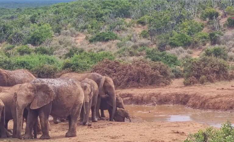 VÍDEO: família de elefantes é flagrada salvando filhote que ficou preso em poça de lama em parque da África do Sul