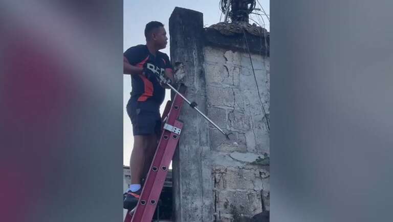 VIRAL: vídeo mostra resgate de cobra píton emaranhada em cabos de energia nas Filipinas