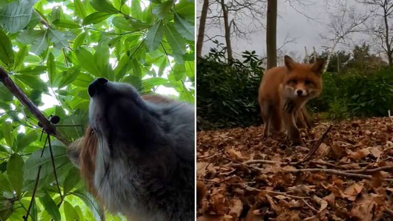 VIRAL: raposa rouba celular no Reino Unido e grava várias selfies; assista o vídeo!