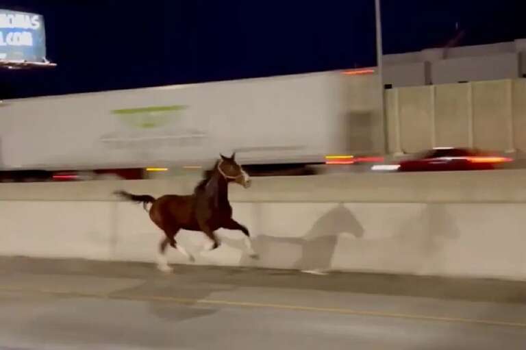 VÍDEO: cavalo é flagrado galopando em alta velocidade por rodovia da Filadélfia, nos EUA