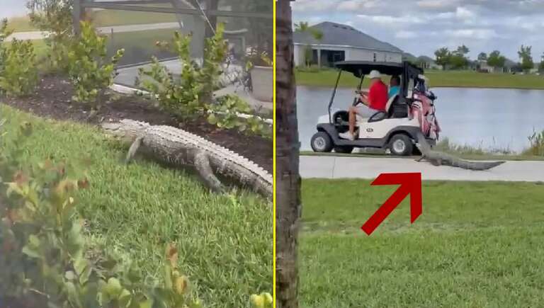 VÍDEO: jacaré é flagrado atacando carrinho de golfe na Flórida (EUA)