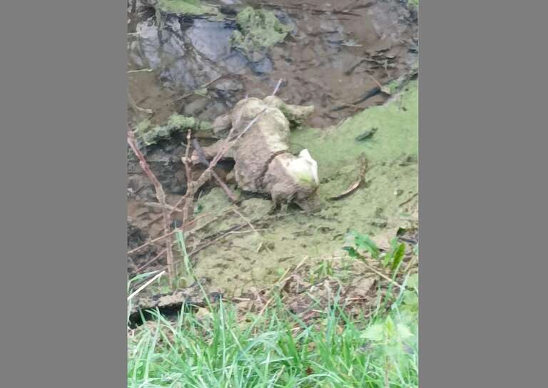 Reino Unido: parecia um cachorro preso na lama necessitando de ajuda, mas era só uma estátua