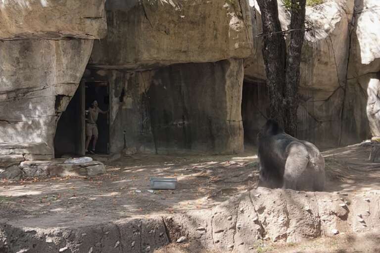 Susto! Vídeo mostra tratadora sendo ameaçada por gorila em zoológico do Texas, nos EUA