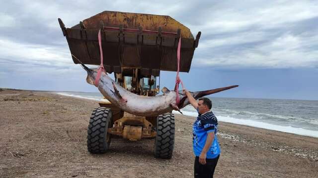 “Peixe-espada” enorme, de cerca de 300 kg, é encontrado em praia da Argentina e viraliza na web