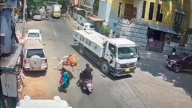 VÍDEO: na Índia, boi dá chifrada repentina em motoqueiro, que cai na pista e quase é atropelado