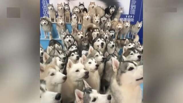 VÍDEO: Na China, clientes de shopping são surpreendidos por “arrastão” de cães da raça husky siberiano