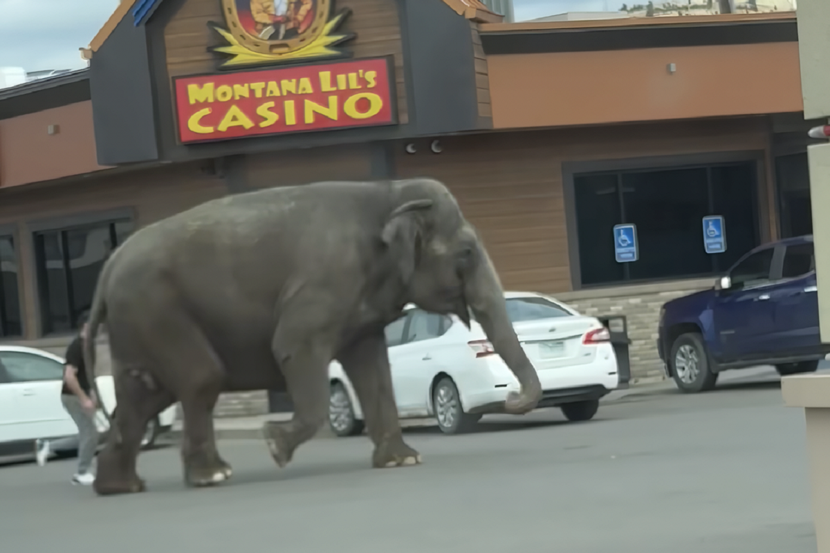 VÍDEO: elefante foge de circo e decide &#34;passear&#34; pelas ruas de cidade nos EUA