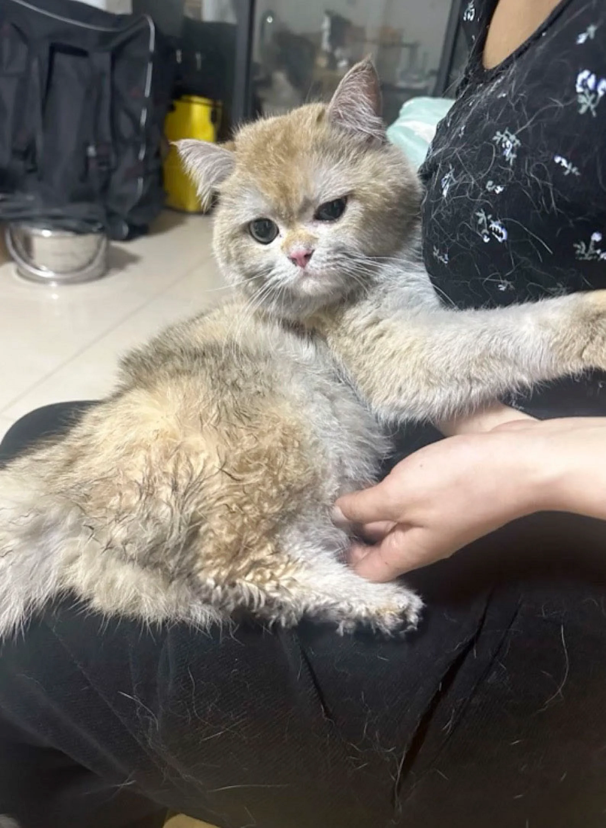 VIRAL: gato causa prejuízo de mais de R$ 70.000 ao ligar fogão e incendiar imóvel na China