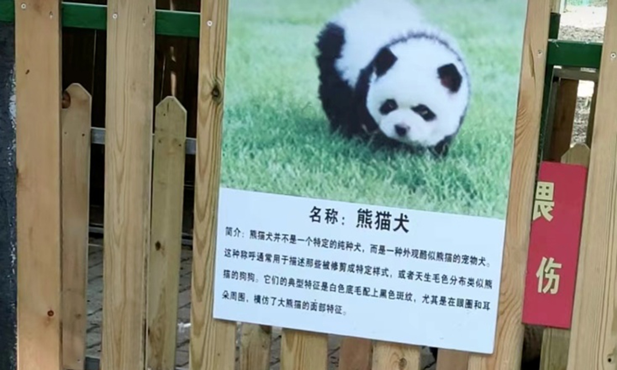 Polêmica! Zoológico da China &#34;transforma&#34; cães chow-chow em pandas para atrair mais visitantes