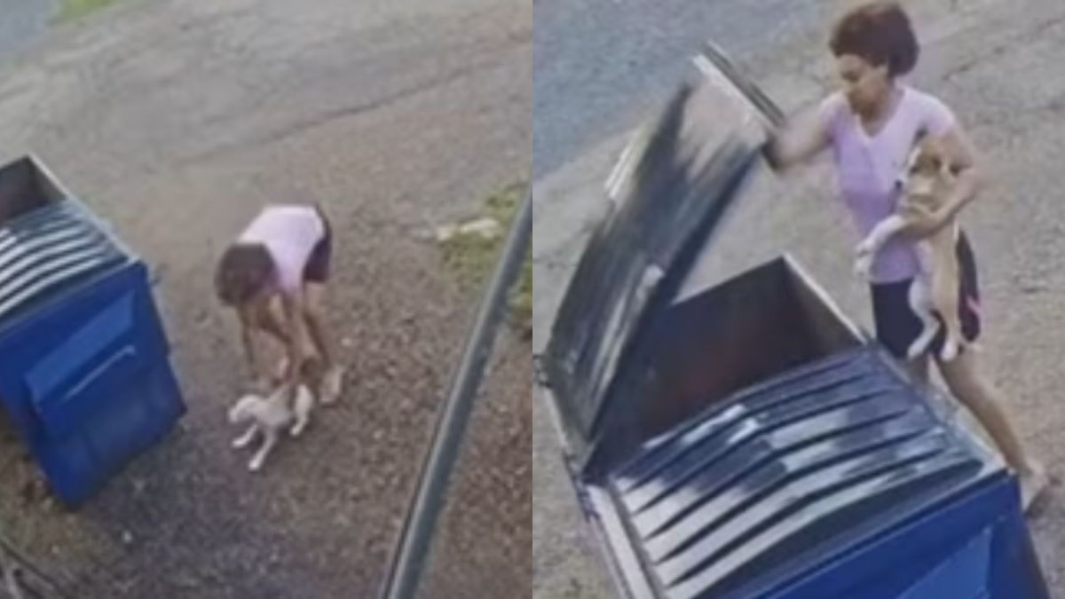 Revoltante! Vídeo mostra americana jogando dois filhotes de cachorro em lixeira