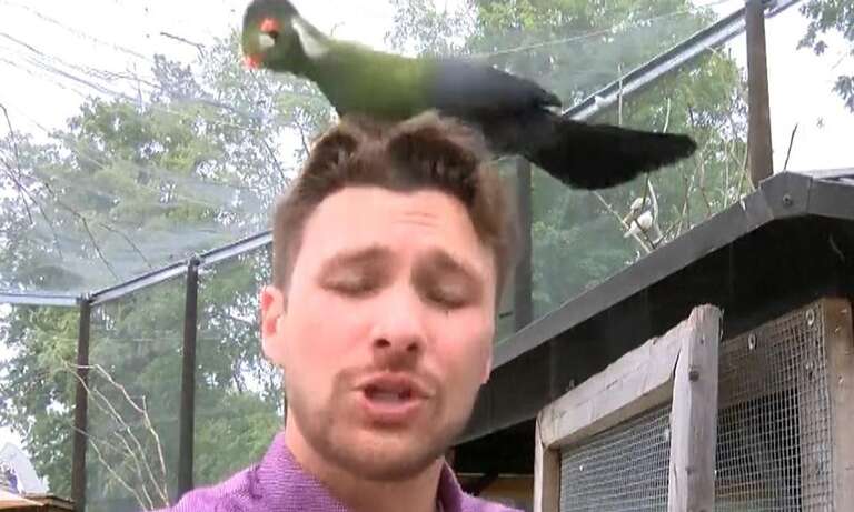 VÍDEO: repórter de TV é surpreendido por ave exótica que pousa em sua cabeça
