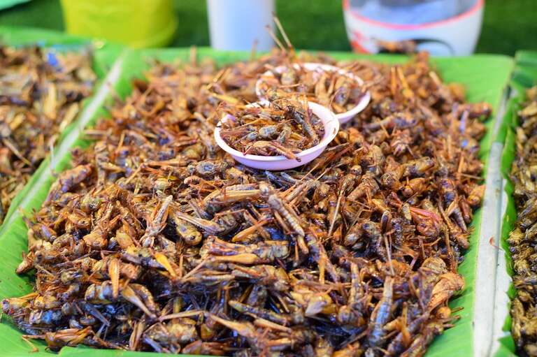 Teria coragem de comer insetos? Em Cingapura, eles passaram a ser oficialmente comida