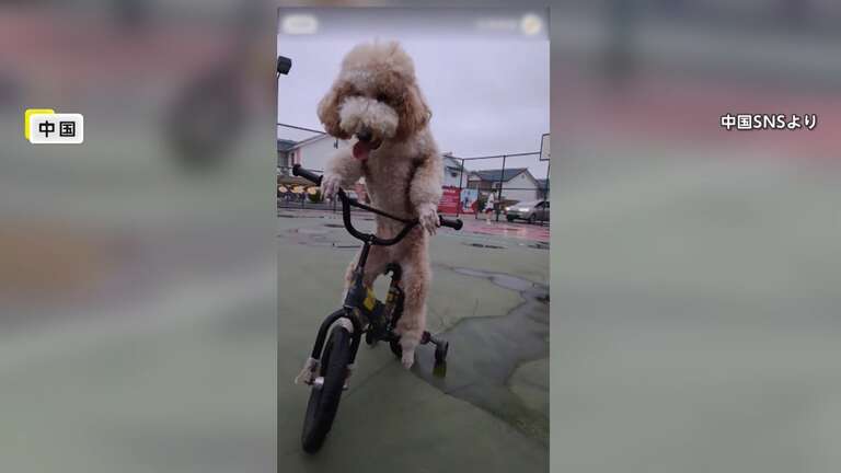 China: vídeo de poodle andando de bicicleta, e até pedalando, viraliza; assista!