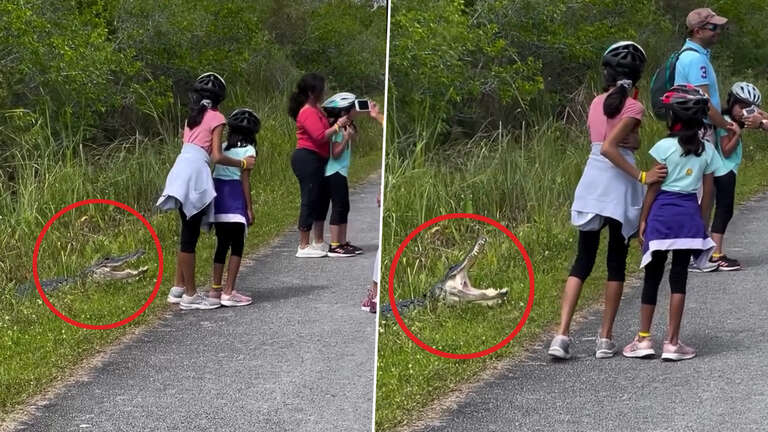 Vídeo viraliza ao mostrar pais obrigando crianças a tirarem foto perto de jacaré em parque da Flórida (EUA)