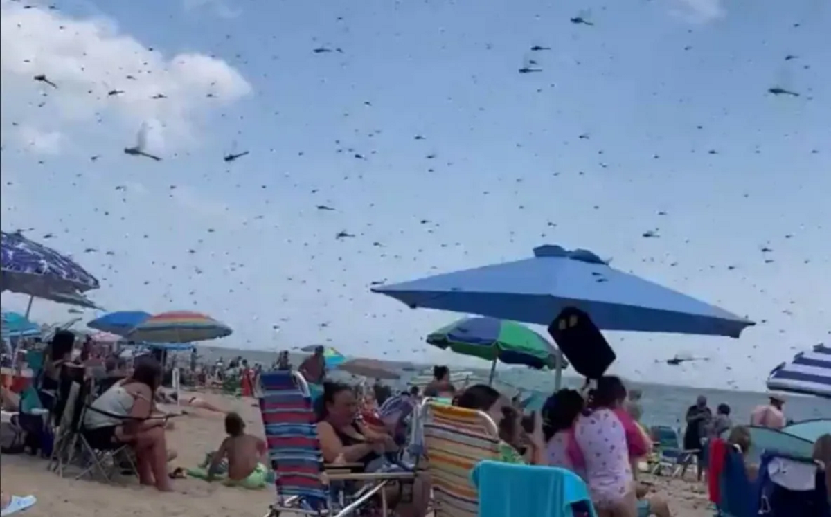 VÍDEO: banhistas são surpreendidos por enxame de libélulas em praia de Rhode Island, nos EUA