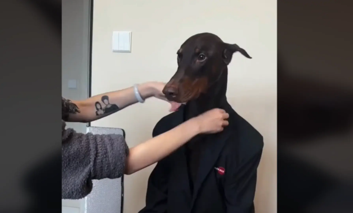 VÍDEO: doberman chinês viraliza na web com suas poses de “modelo profissional”