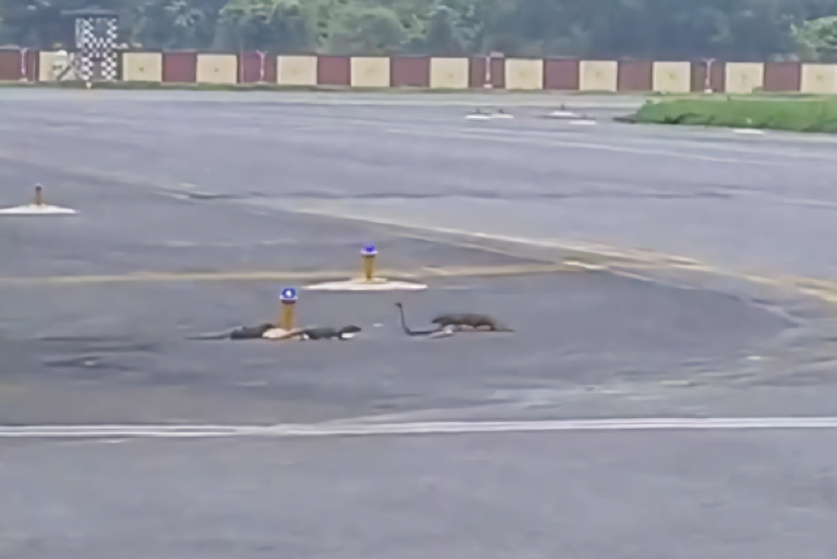 Briga entre cobra e mangustos causa atraso de voo em aeroporto da Índia; veja o vídeo!