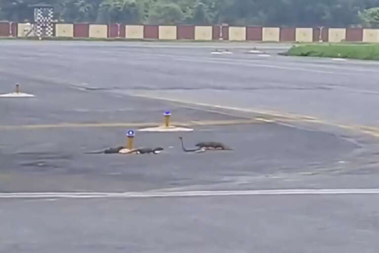 Briga entre cobra e mangustos causa atraso de voo em aeroporto da Índia; veja o vídeo!