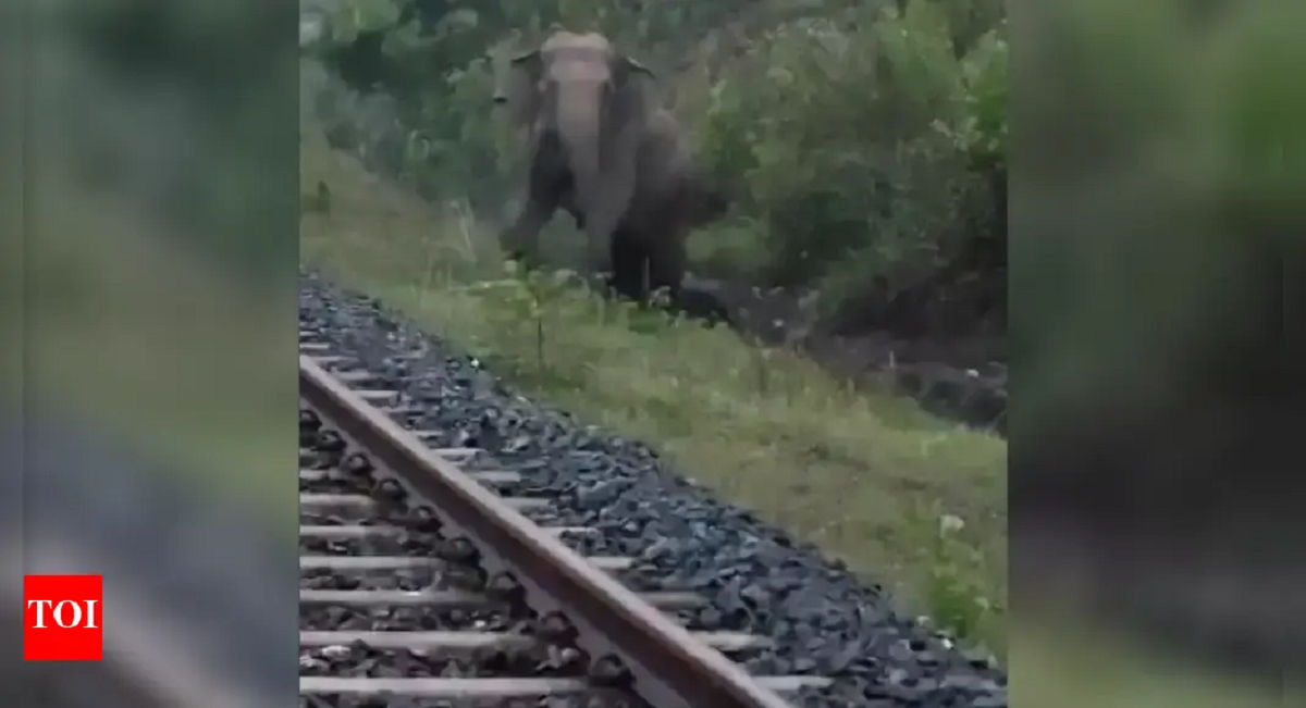 Índia: trem de carga fica duas horas parado para elefanta dar à luz sobre os trilhos; assista ao vídeo