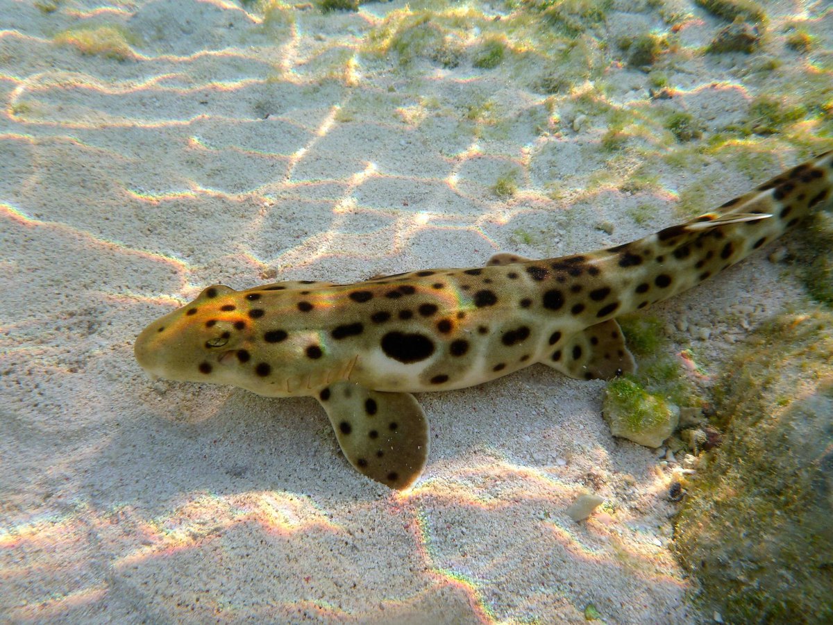 Vídeo mostra animal marinho de corpo longo, que parece tubarão, tem cara de salamandra e consegue “caminhar”