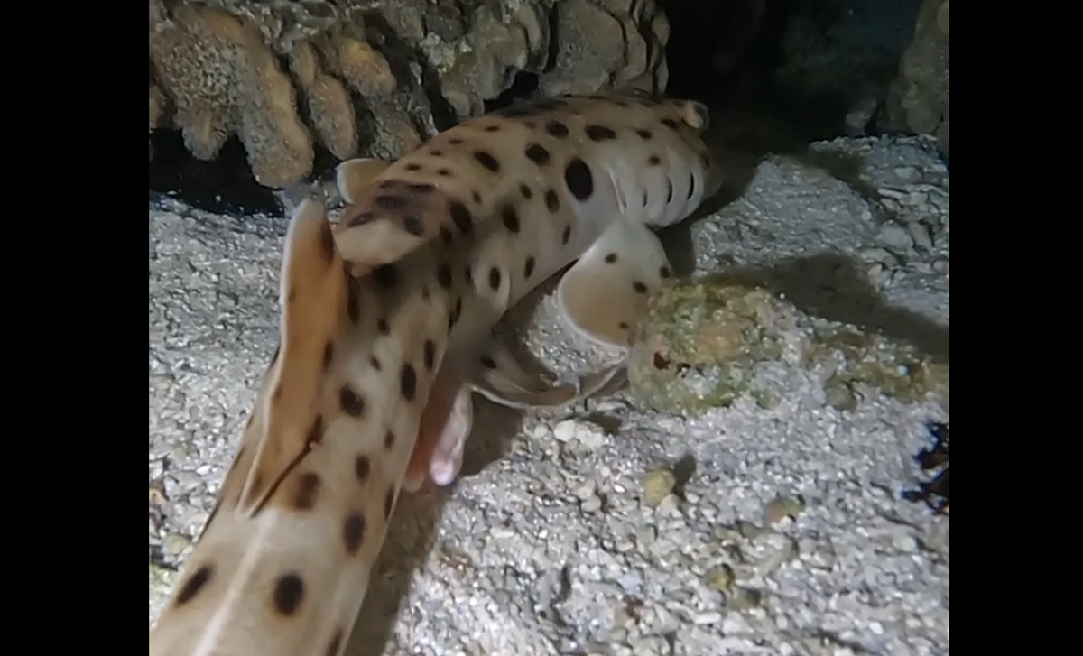 Vídeo mostra animal marinho de corpo longo, que parece tubarão, tem cara de salamandra e consegue “caminhar”