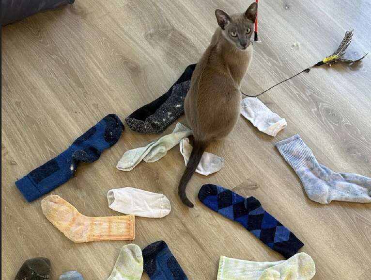 Nova Zelândia: gato viciado em “roubar” roupas já “furtou” casaco de R$ 1.680; veja vídeo