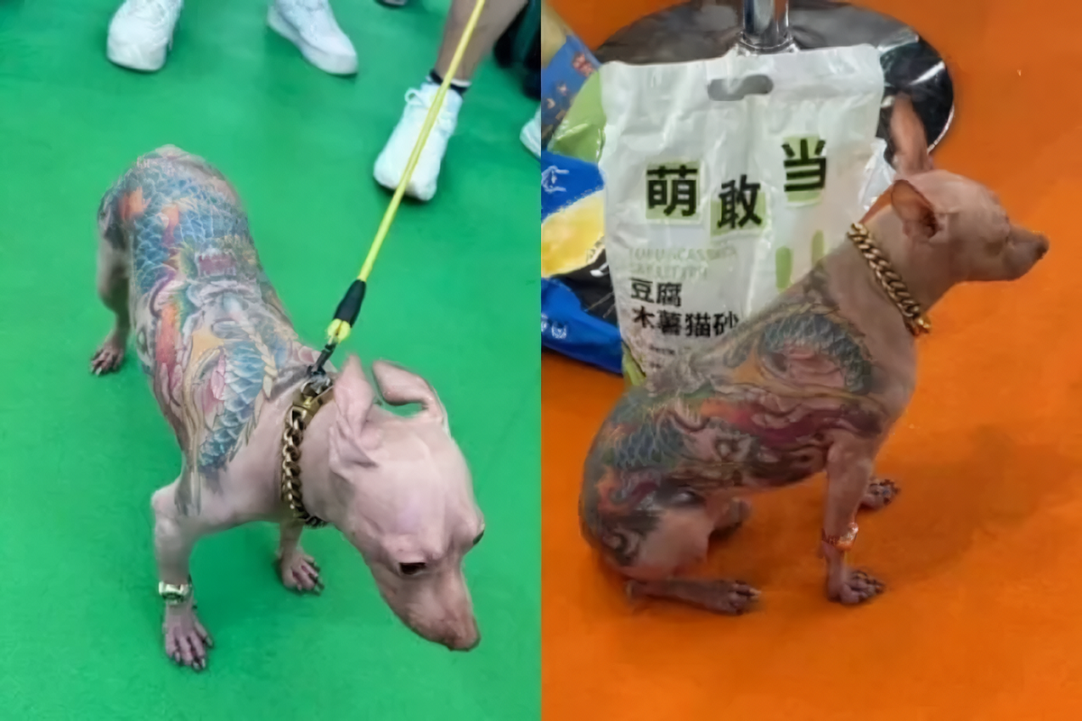 Polêmica! Chinês leva chihuahua tatuado a feita em Xangai e deixa visitantes indignados; veja o vídeo